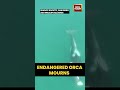 Endangered Orca Seen Carrying Dead Calf In Washington State Heartbreaking Footage