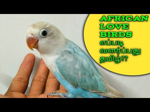 african-breeding-tips-tamil|-breeding-tips-tamil-budgies|-how-to-breeding-african-love-birds-tamil