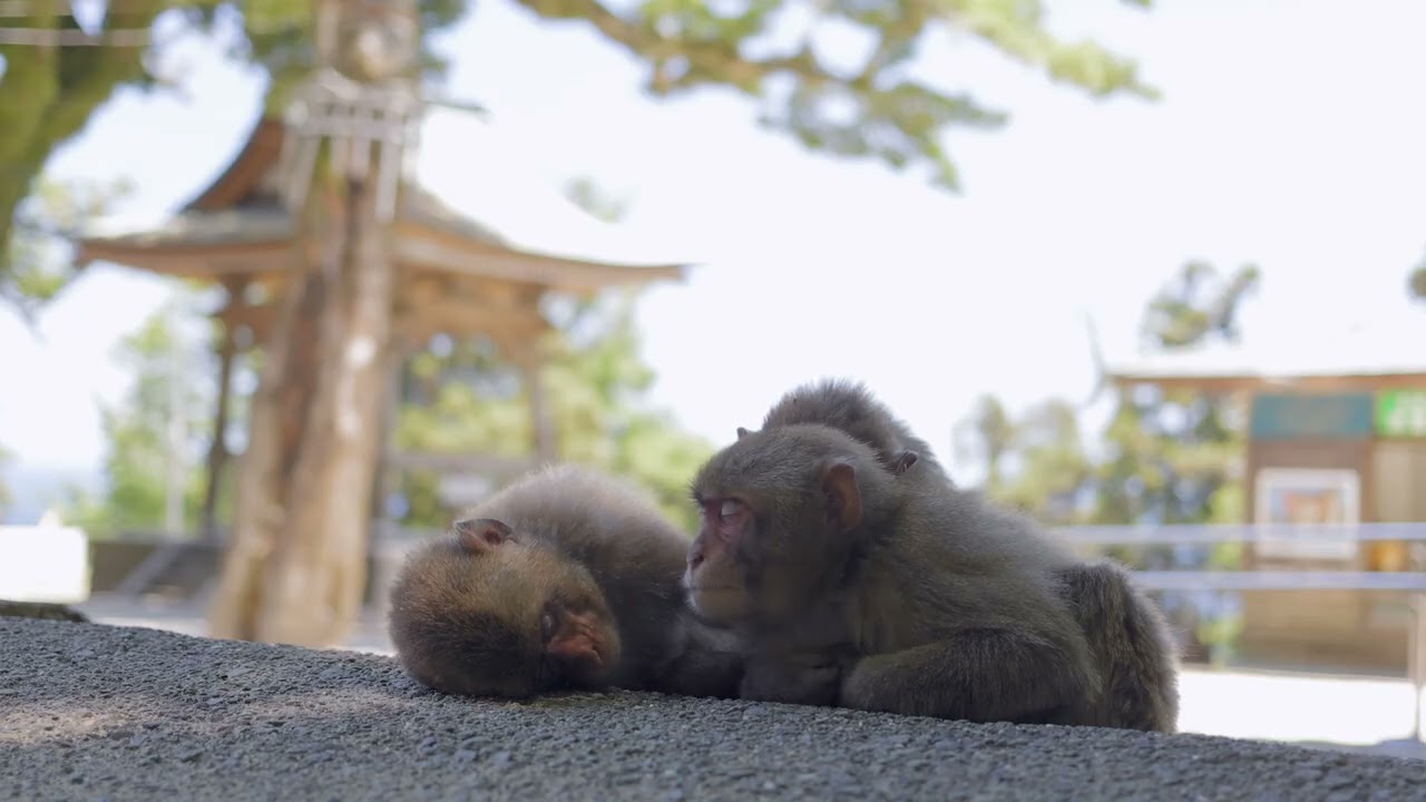 monkey - YouTube