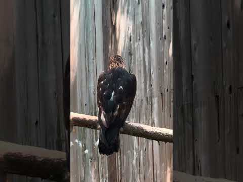 The Raptors Raptor Rescue Centre Near Duncan BC TheRaptors VancouverIsland BirdsOfPrey 