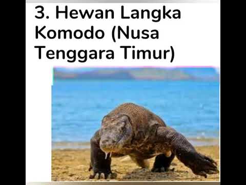 15 hewan  langka  indonesia  YouTube