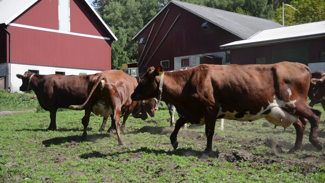 Kosläpp │ Agrells Gård