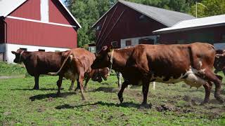 Kosläpp Agrells Gård