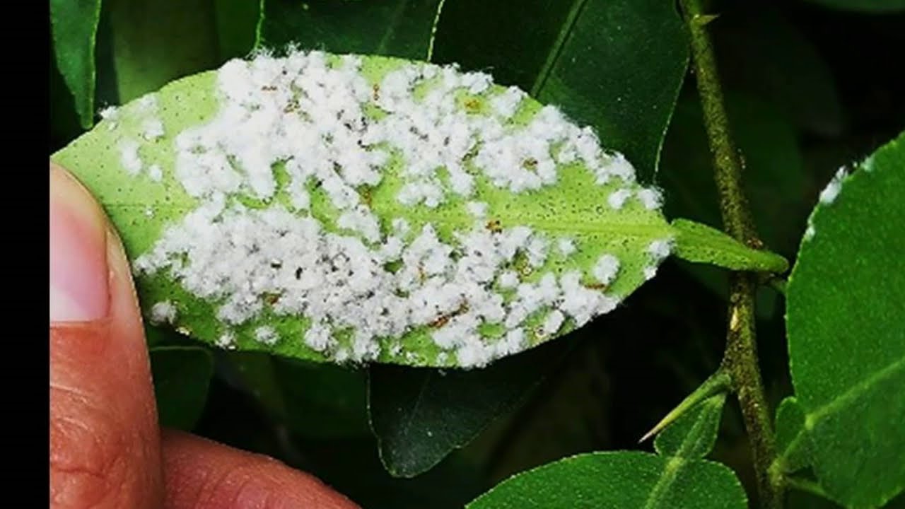 Que hacer para eliminar los pulgones de las plantas