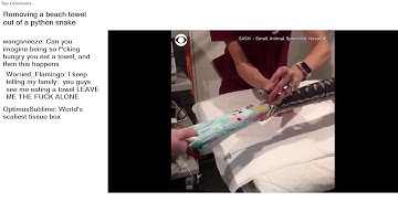 Top Reddit Video - Oddly SATISFYING: Removing a beach towel out of a python snake