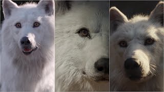 [The Call of the Wild] The Complete Animation of The White She-Wolf