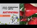 Антуриумы  | обзор сортов | Какие еще бывают антуриумы