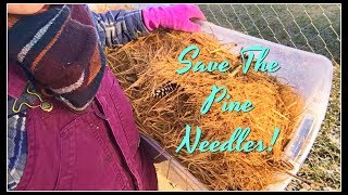 Save the Pine Needles!