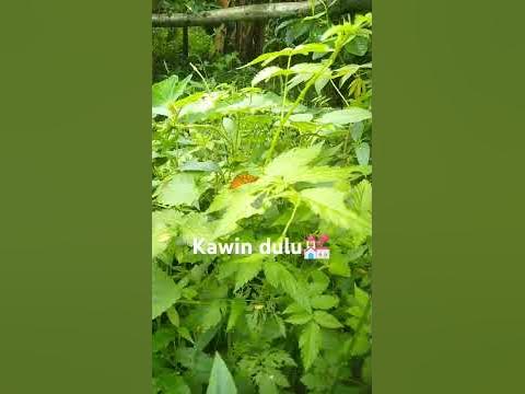 Reproduksi/proses kawin - YouTube