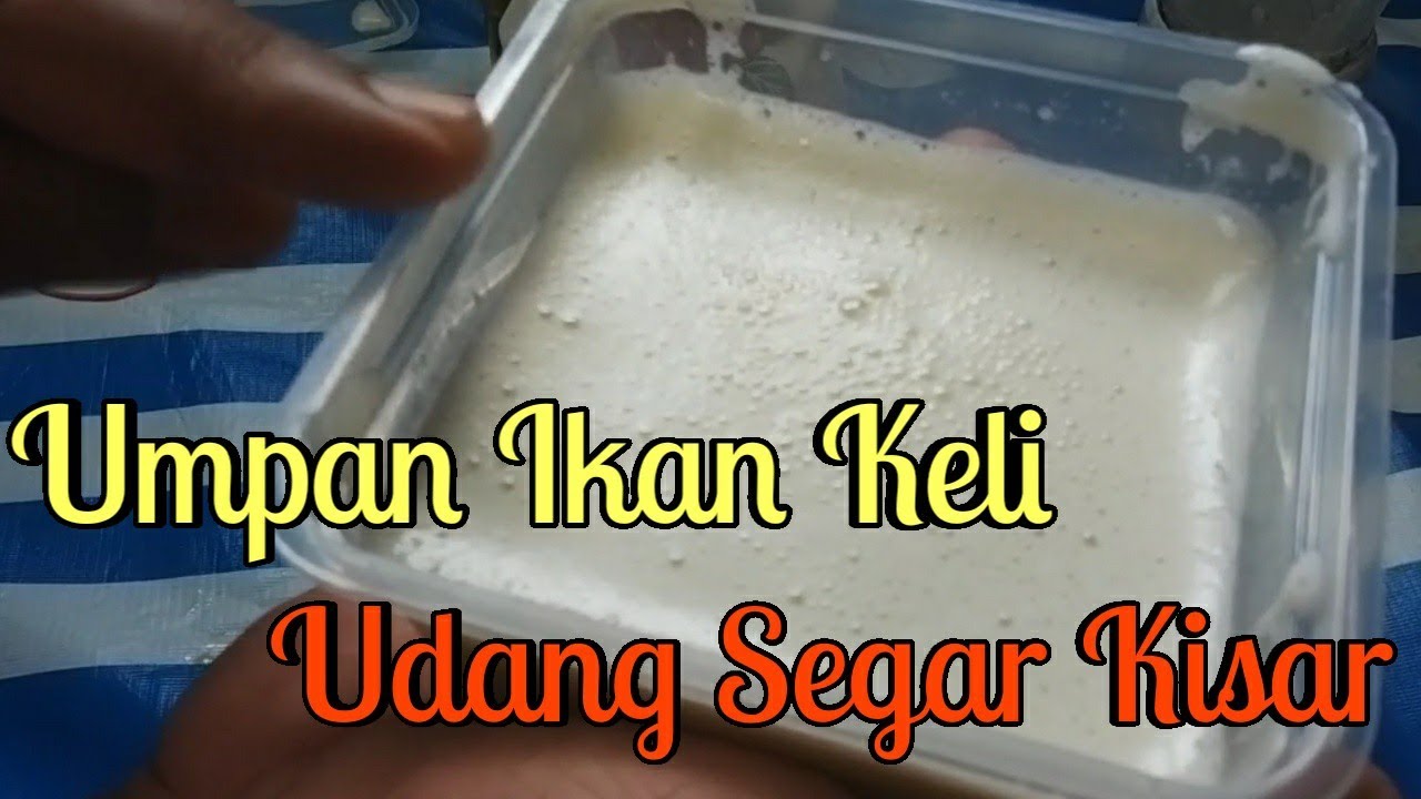 Cara Membuat Umpan Ikan Keli Udang Segar Kisar Halus