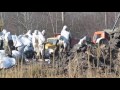 Ukraine Toxic Chemical Clean-up Under Investigation