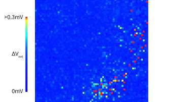 Neuronal Network on Chip under electrical stimulation