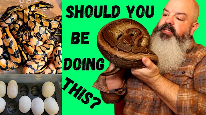Should You Breed Your Snakes?