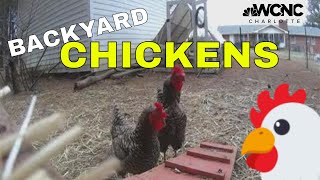 York County may soon allow chickens in backyards