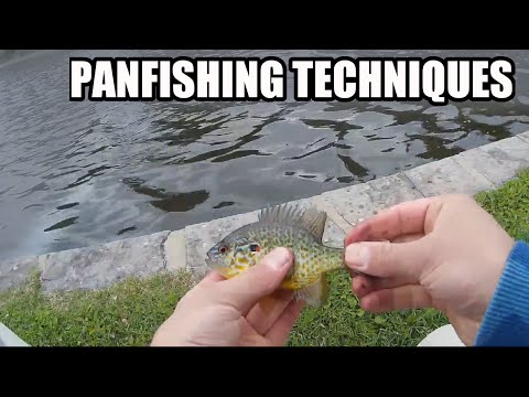 वीडियो: क्या आप रिड्यू नहर में मछली पकड़ सकते हैं?