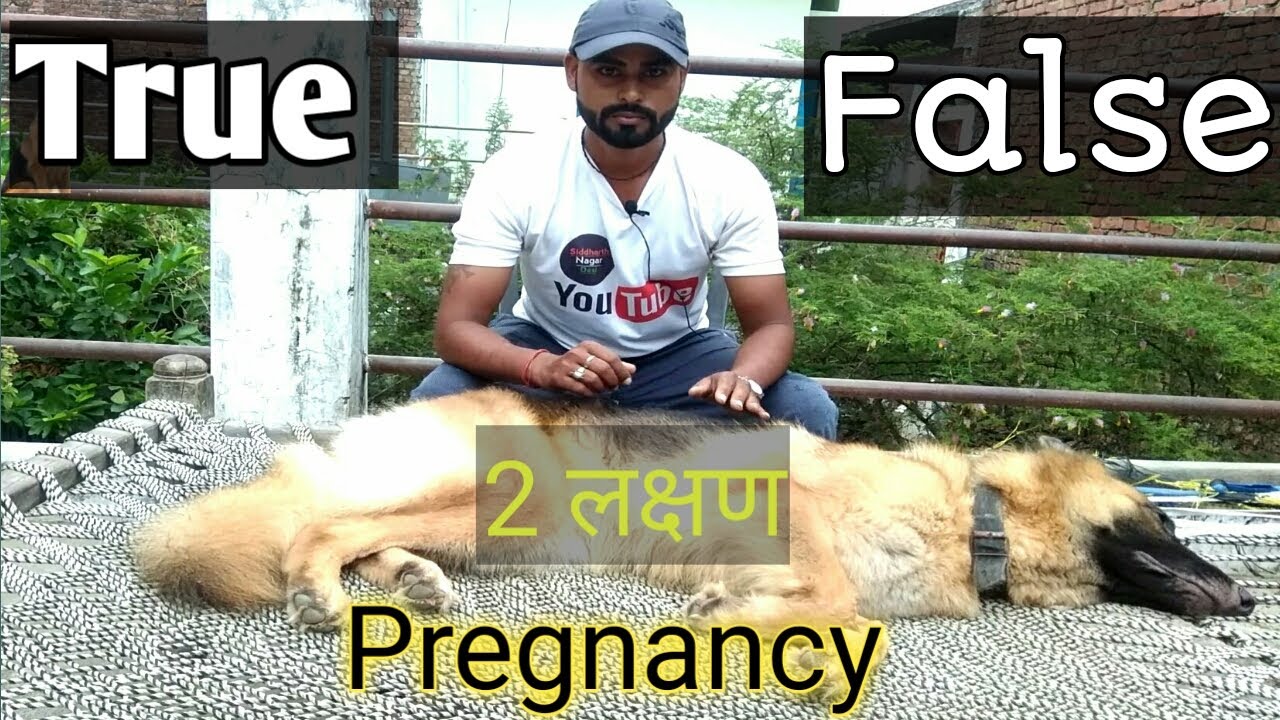 How to true and false pregnancy Dog pregnant है कि नहीं कैसे जाने