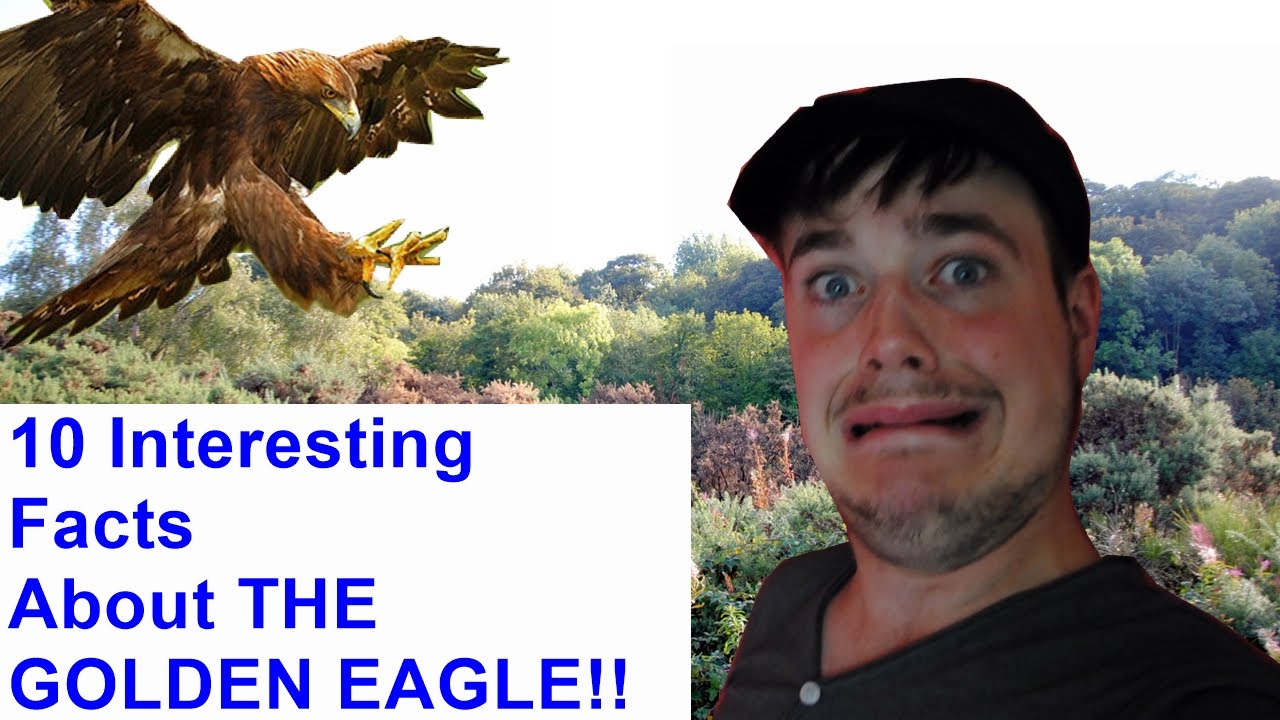 10 Interesting Facts About The Golden Eagle Hd