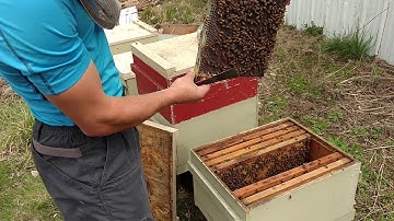 Beekeeping tips - Swarm traps and Foundationless