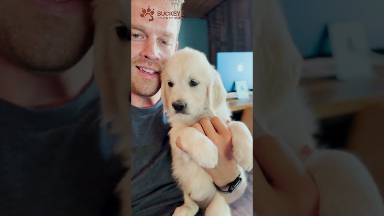 Chloe - 3 - English Cream Golden Retriever Puppy | Buckeye Golden Retrievers