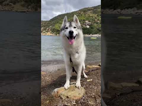 Video: Suggerimenti per mantenere il vostro cane al sicuro in spiaggia