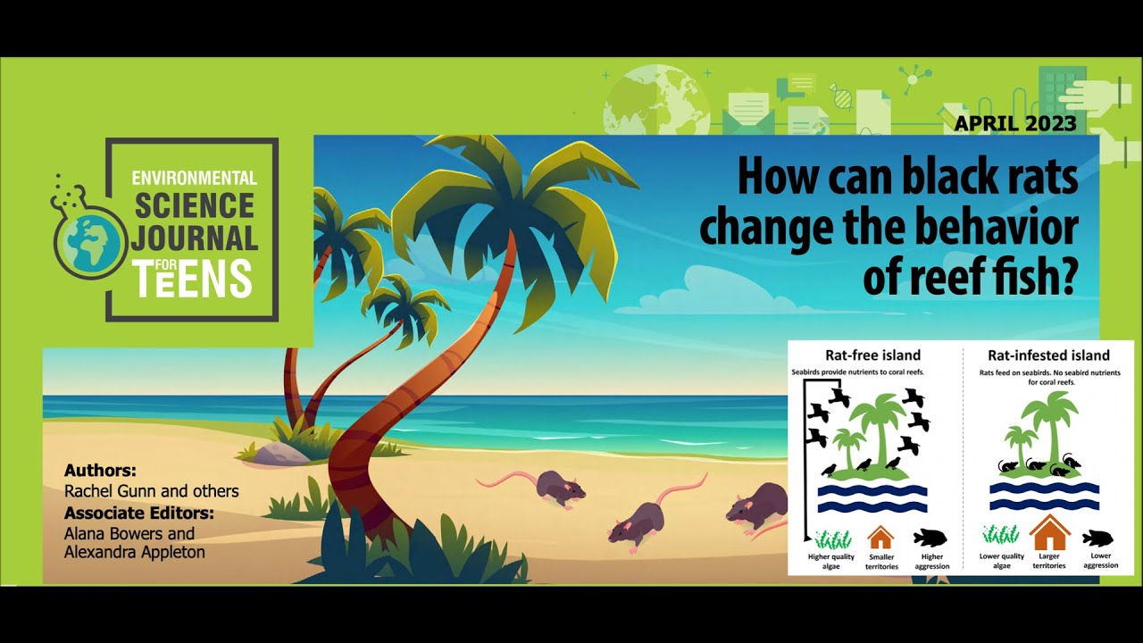 E81: How can black rats change the behavior of reef fish? [SJK Audio ...