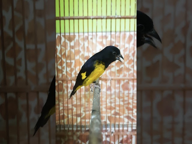 Yellow Bellied Siskin Gacor Ngeroll Nembak2 #ybs #gacor https://www.facebook.com/cecep.saepuloh.980 class=