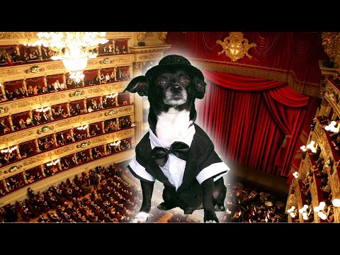 Funny Dog sings O Sole Mio like Pavarotti