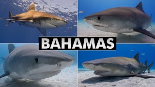 Diving Bahamas: Tiger Beach, Cat Island, Bimini, Nassau, Exumas [4k]