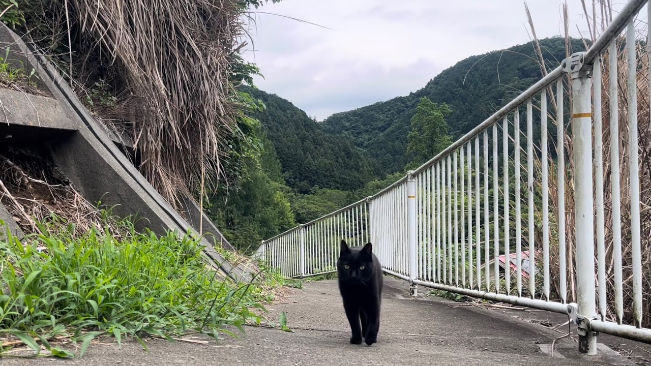 くろねこちゃん 坂道で追いかけてくる黒ねこちゃん No.1202 2026年 6月 23