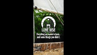 More than you ever wanted to know about Cannabis Cultivation. #shorts