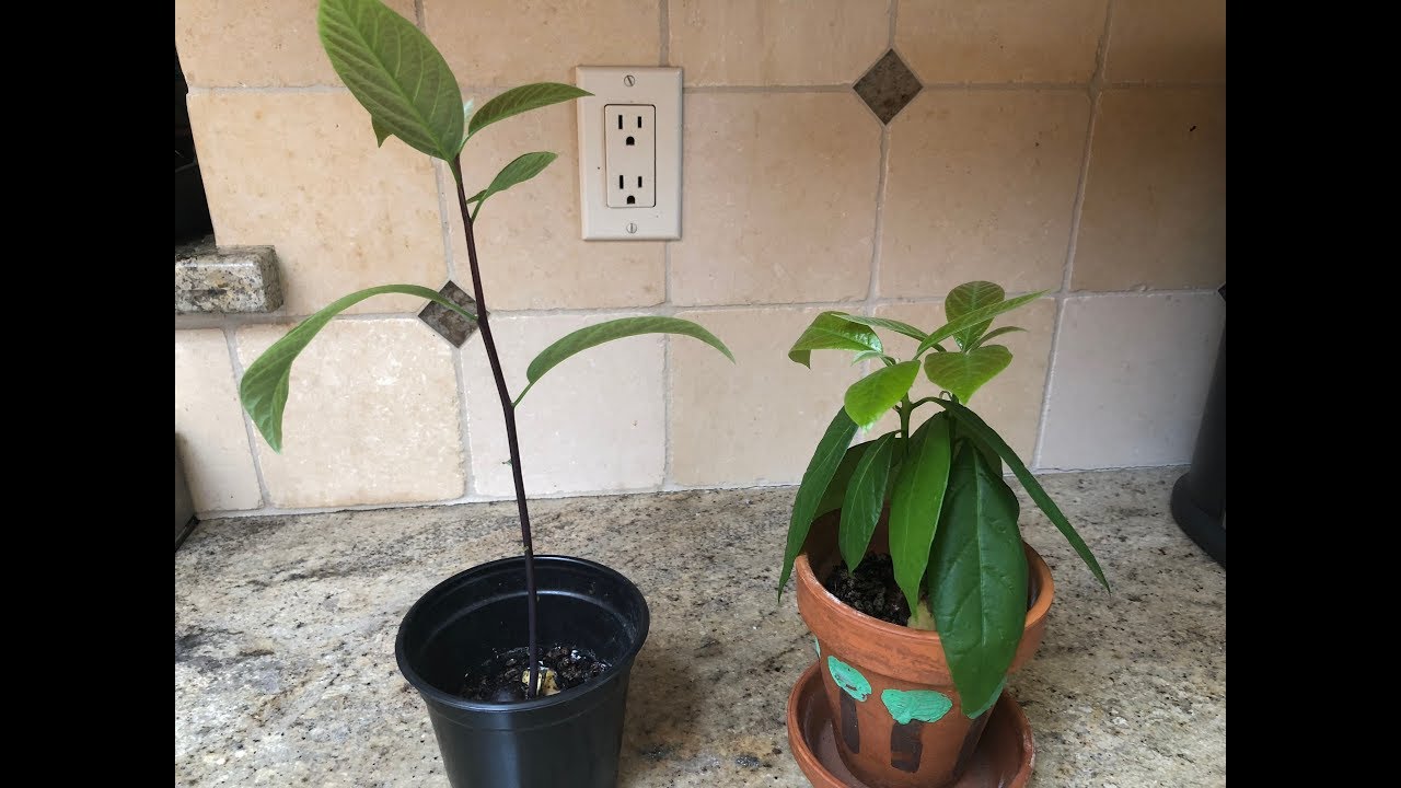 Avocado Seed Plant Follow Up