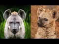 Types of Hyena