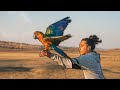 16yr Old Freeflight Trains His Macaw To Fly Outdoors!