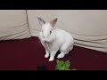 Смешной кролик кушает одуванчики на диванчике | Cute bunny rabbit  eat dandelions
