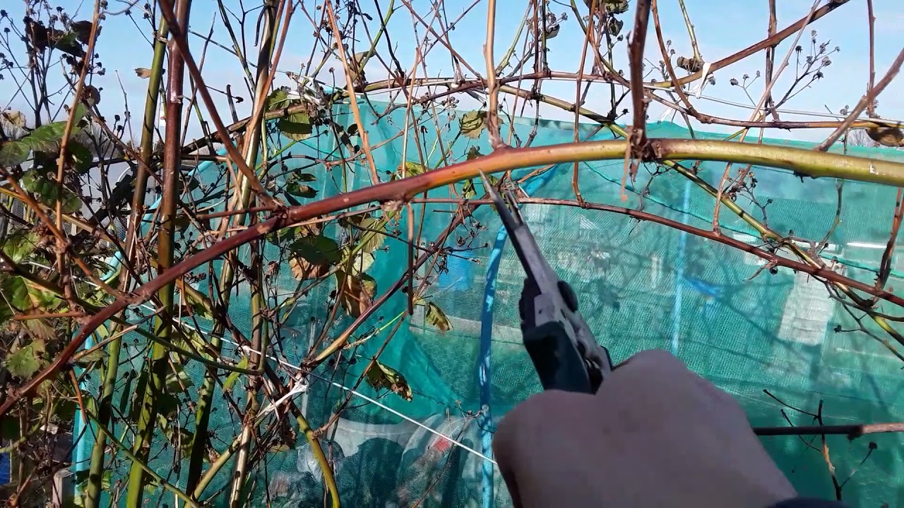 Job's For January 🌻 Pruning Our Fruit Bushes 🌻 Autumn Raspberries 🌻Currants 🌻 Blackberries & More