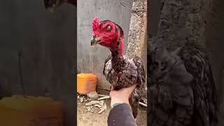 old bloodline aseel murga home breed #youtubeshorts
