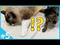 初めてのラグマットふわふわ体験を肉球が拒んでしまうけど…【VLOG#5】