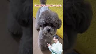 김용빈 반려견 김탄 인스타 스토리! #김용빈 #미스터트롯3 #미스터트롯3 #김우빈