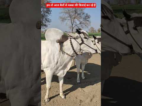 बैलों की सुंदर और कमाऊ जोट ने कर दी आज मक्का की बिजाई💲 #Ox #farming #ytshorts #reels #Cow #farmer