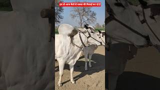 बैलों की सुंदर और कमाऊ जोट ने कर दी आज मक्का की बिजाई💲 #Ox #farming #ytshorts #reels #Cow #farmer