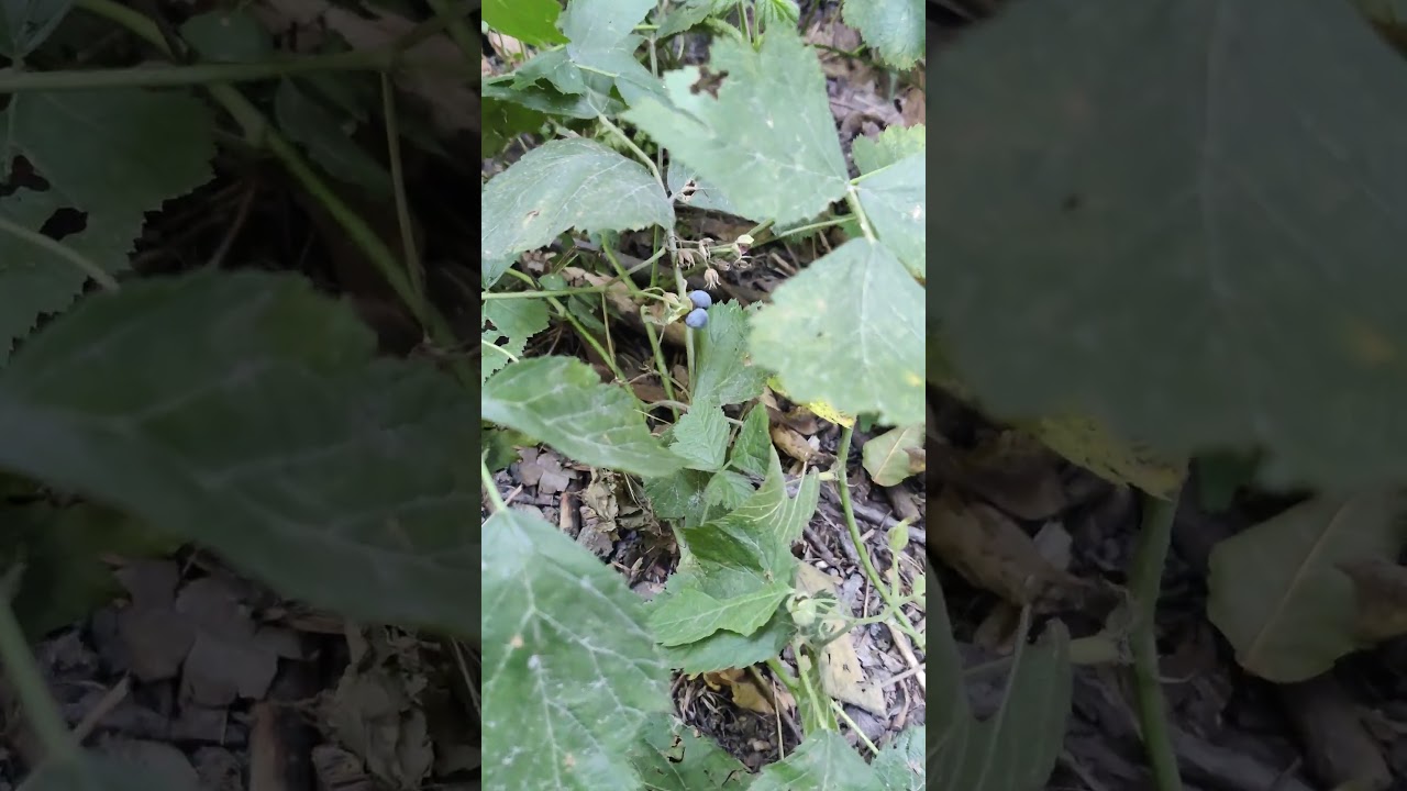 Съедобная и Вкусная 