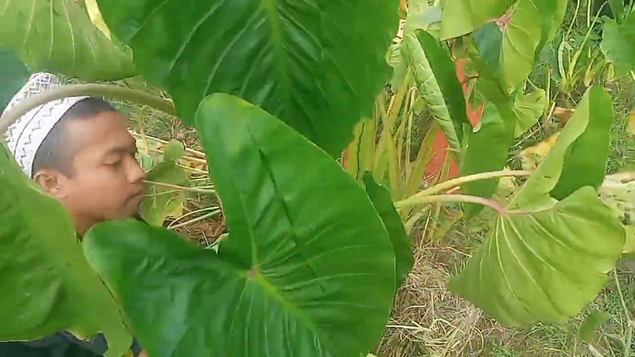 Panen Talas Pratama 1 Tanpa Perawatan