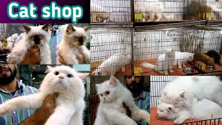 Persian cat price in Lahore  Tollinton market Lahore  pet market  cat shop  MMB pet lover