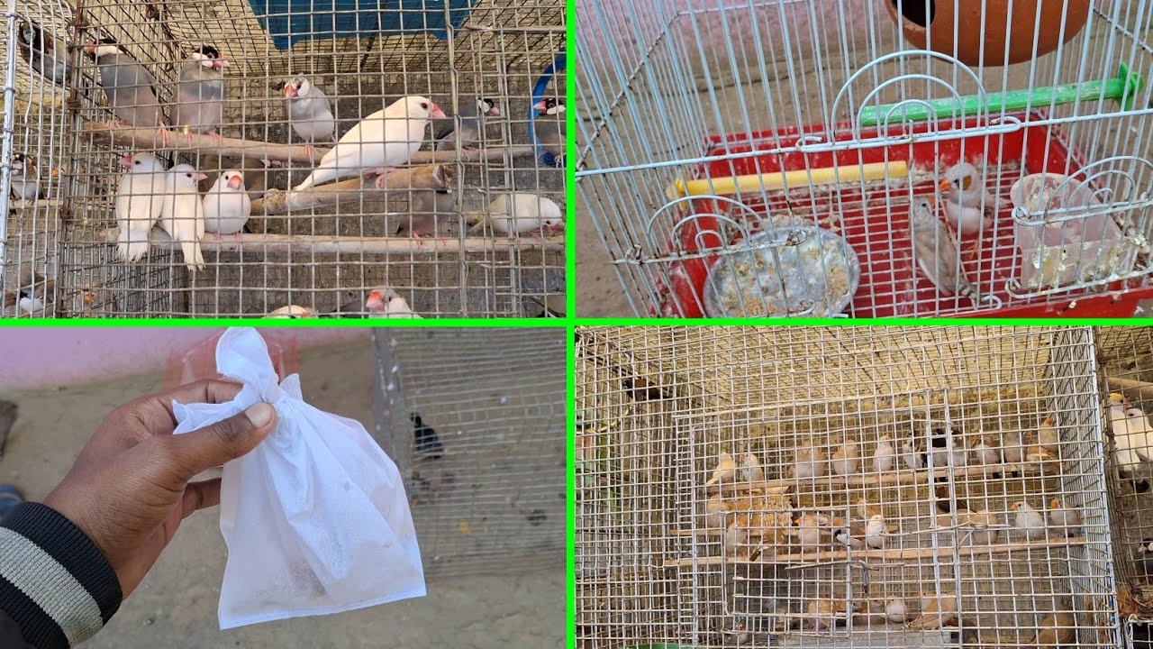 Наконец-то Market se le aya Female Jevra Fenches | Pets Vlogs | Love Birds | Daily Routine