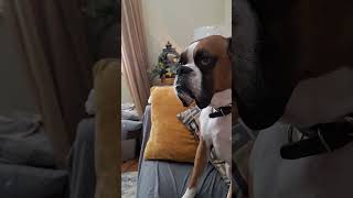 Boxers are so animatedLIKE&SUBSCRIBE #boxer #dog #puppy #funny #shorts #viral