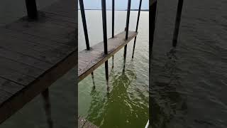 Lil dock fish
