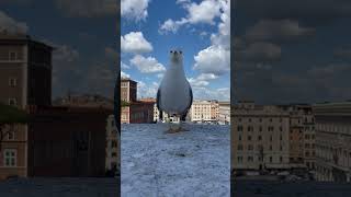 Seagull Surprises Another as It Poses for a Video