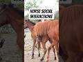 Patterns of Social Interaction and Natural Approach Between Horses in Farm Environments 🐴 #shorts