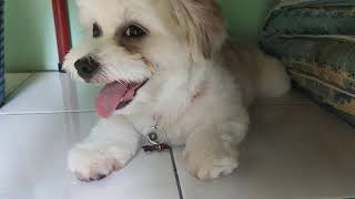Mix maltese poodle shihtzu