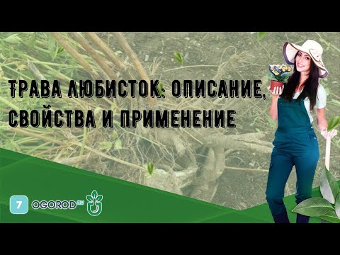 Трава любисток: описание, свойства и применение